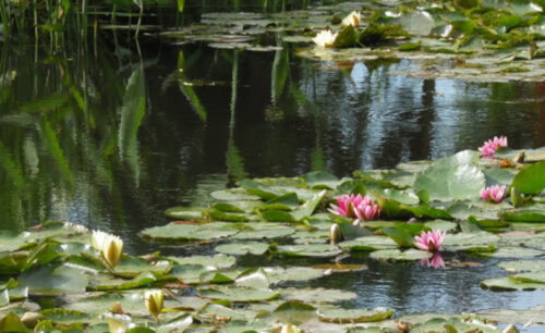 Garten von Claude Monet