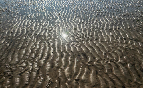 Wattwanderung Nationalpark Hamburgisches Wattenmeer