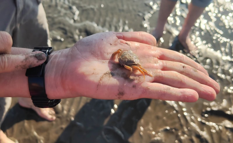 Wattwanderung in Cuxhaven am Flutsaum der Nordsee 19 Wattwanderung Nationalpark Hamburgisches Wattenmeer