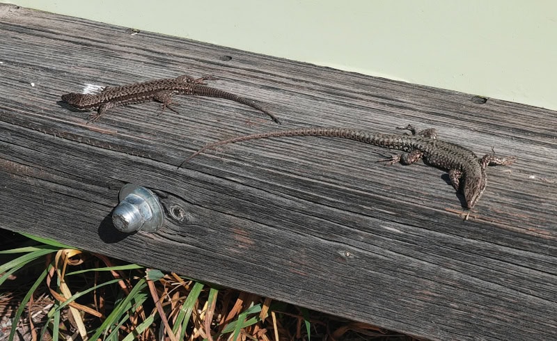 Wanderung von Vöran nach Mölten in Südtirol 10 Vöran