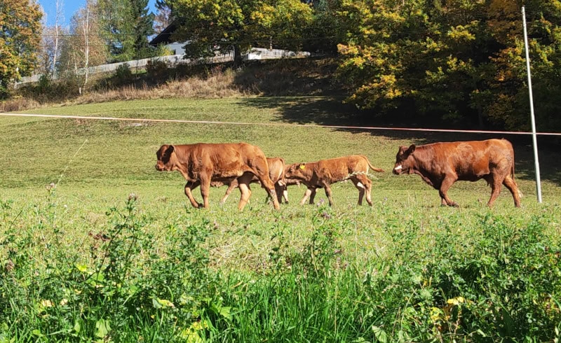Wanderung von Vöran nach Mölten in Südtirol 35 wandern auf dem Tschögglberg von Vöran nach Mölten