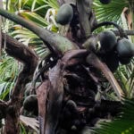 Spaziergang im „Urwald“ Vallée de Mai auf der Insel Praslin 29 Vallee de Mai 106