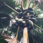 Spaziergang im „Urwald“ Vallée de Mai auf der Insel Praslin 13 Vallee de Mai 108