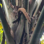 Spaziergang im „Urwald“ Vallée de Mai auf der Insel Praslin 23 Vallee de Mai 113 maennliche Pflanze