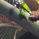 Spaziergang im „Urwald“ Vallée de Mai auf der Insel Praslin 22 Vallee de Mai 117 maennliche Pflanze mit Eidechse