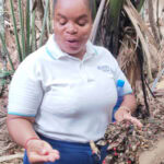 Spaziergang im „Urwald“ Vallée de Mai auf der Insel Praslin 8 Vallee de Mai 119