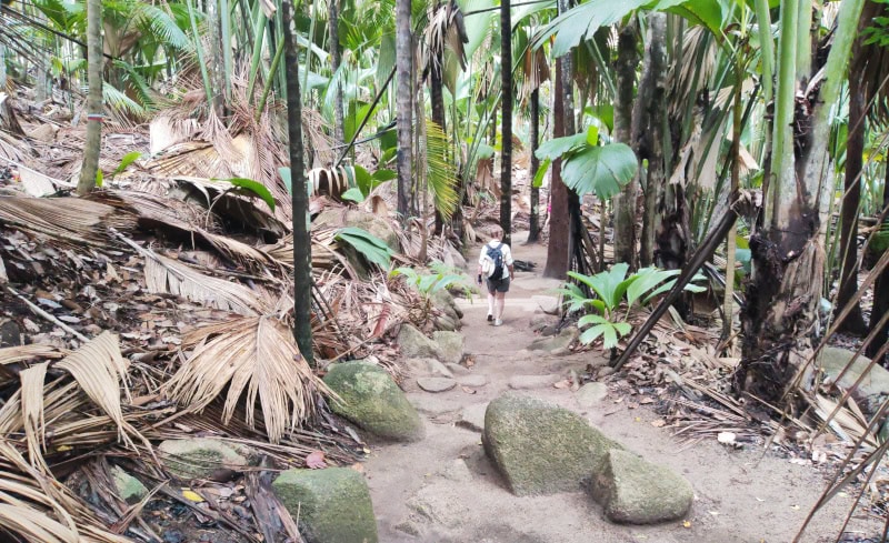 Spaziergang im „Urwald“ Vallée de Mai auf der Insel Praslin 20 Vallée de Mai