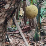 Spaziergang im „Urwald“ Vallée de Mai auf der Insel Praslin 7 Vallee de Mai 120