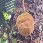 Spaziergang im „Urwald“ Vallée de Mai auf der Insel Praslin 28 Vallee de Mai 123