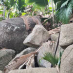 Spaziergang im „Urwald“ Vallée de Mai auf der Insel Praslin 5 Vallee de Mai 125