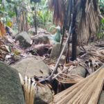 Spaziergang im „Urwald“ Vallée de Mai auf der Insel Praslin 4 Vallee de Mai 126