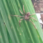 Spaziergang im „Urwald“ Vallée de Mai auf der Insel Praslin 33 Vallee de Mai 132