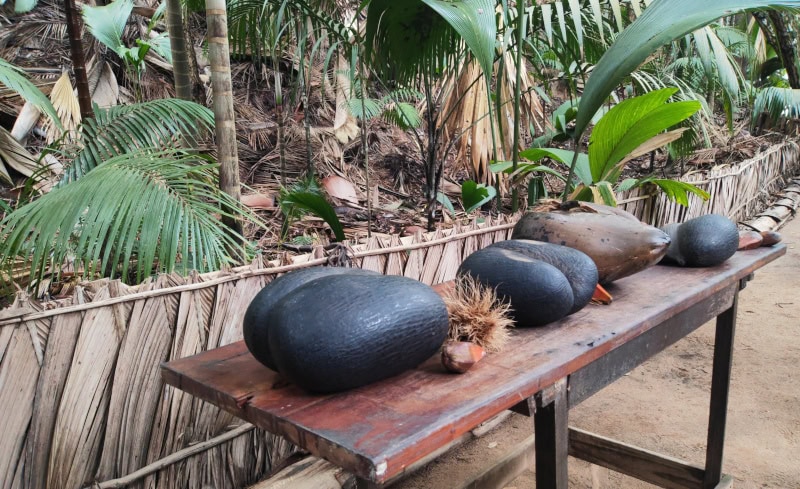 Spaziergang im „Urwald“ Vallée de Mai auf der Insel Praslin 11 Coco de Mer