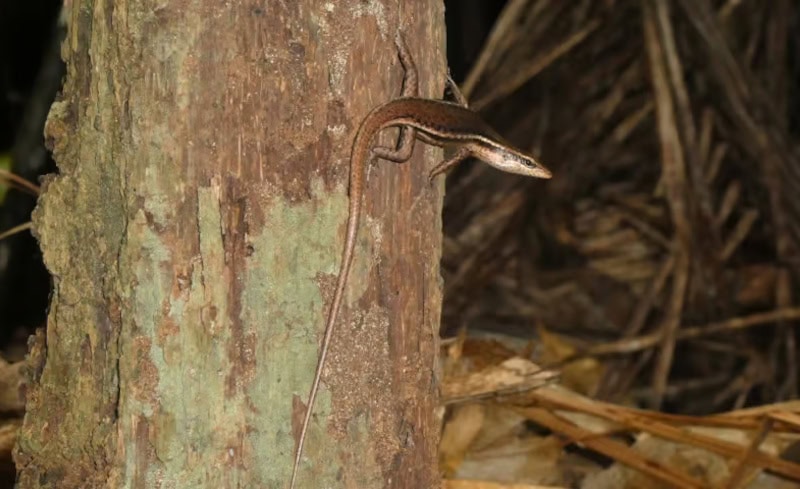 Spaziergang im „Urwald“ Vallée de Mai auf der Insel Praslin 34 Eidechsen zur Befruchtung