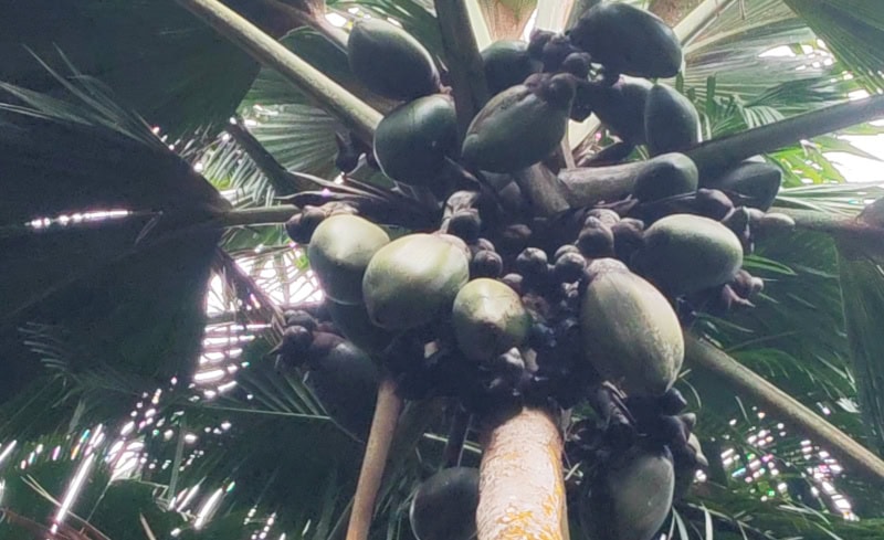 Spaziergang im „Urwald“ Vallée de Mai auf der Insel Praslin 19 Coco de Mer