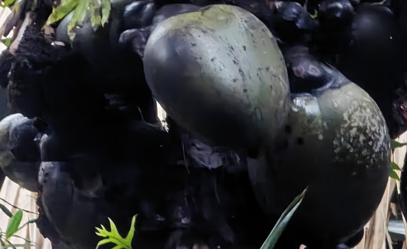 Spaziergang im „Urwald“ Vallée de Mai auf der Insel Praslin 27 Coco de Mer