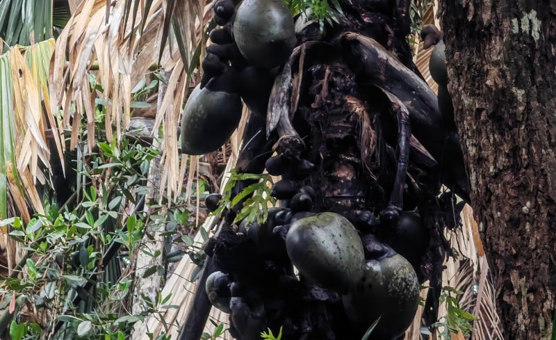 Spaziergang im „Urwald“ Vallée de Mai auf der Insel Praslin 42 Vallée de Mai