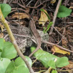 Ausflug zur Vogelinsel Aride auf den Seychellen 14 Aride 100 Echse