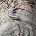 Ausflug zur Vogelinsel Aride auf den Seychellen 16 Aride 102 Echse