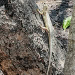 Ausflug zur Vogelinsel Aride auf den Seychellen 18 Aride 103 Echse