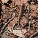 Ausflug zur Vogelinsel Aride auf den Seychellen 15 Aride 104 Echse