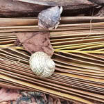 Ausflug zur Vogelinsel Aride auf den Seychellen 24 Aride 113 Einsiedlerkrebse