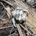 Ausflug zur Vogelinsel Aride auf den Seychellen 25 Aride 114 Einsiedlerkrebse