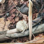 Ausflug zur Vogelinsel Aride auf den Seychellen 26 Aride 115 Einsiedlerkrebse