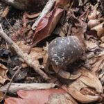 Ausflug zur Vogelinsel Aride auf den Seychellen 22 Aride 116 Einsiedlerkrebse