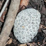 Ausflug zur Vogelinsel Aride auf den Seychellen 49 Aride 121