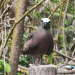 Ausflug zur Vogelinsel Aride auf den Seychellen 51 Aride 122