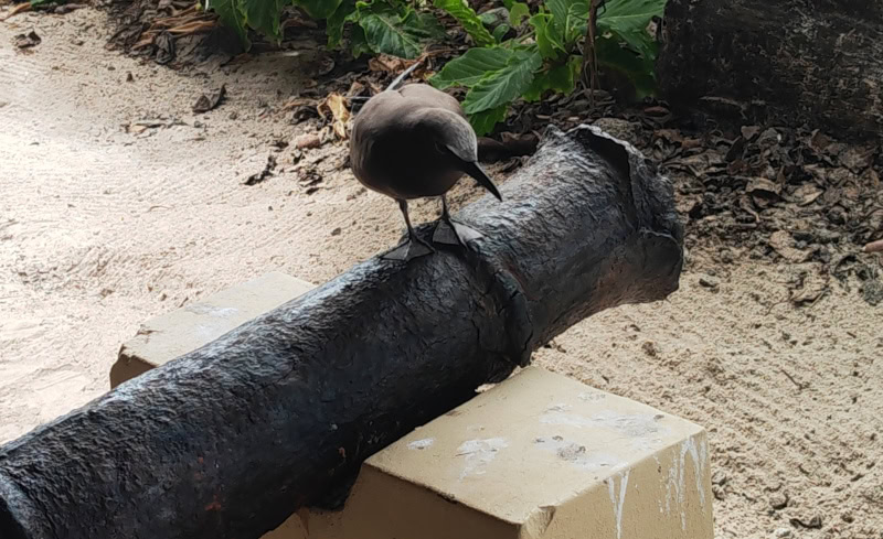 Ausflug zur Vogelinsel Aride auf den Seychellen 10 Aride