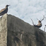 Ausflug zur Vogelinsel Aride auf den Seychellen 52 Aride 30 Seeschwalbe Lesser Noddy