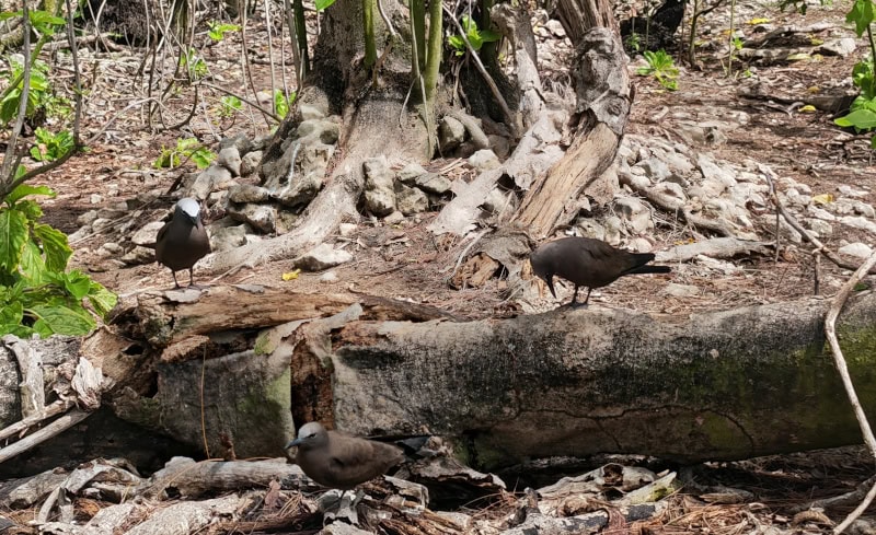 Ausflug zur Vogelinsel Aride auf den Seychellen 36 Aride, Seeschwalbe, Lesser Noddy