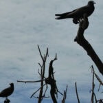 Ausflug zur Vogelinsel Aride auf den Seychellen 50 Aride 33 Seeschwalbe Lesser Noddy