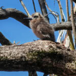 Ausflug zur Vogelinsel Aride auf den Seychellen 48 Aride 34