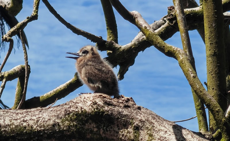 Ausflug zur Vogelinsel Aride auf den Seychellen 54 Aride