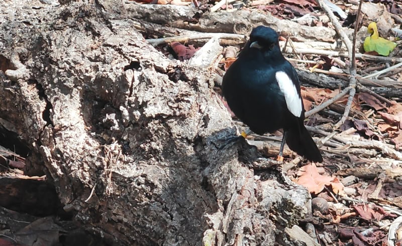 Ausflug zur Vogelinsel Aride auf den Seychellen 29 Aride Elster