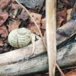 Ausflug zur Vogelinsel Aride auf den Seychellen 23 Aride 40 Einsiedlerkrebse