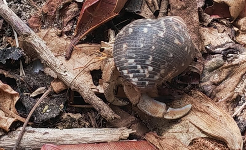 Ausflug zur Vogelinsel Aride auf den Seychellen 21 Aride, Einsiedlerkrebse