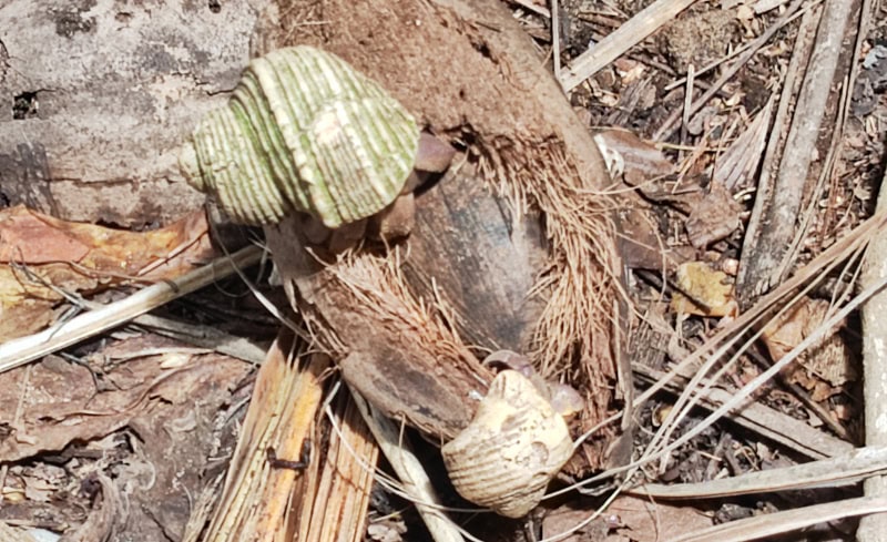 Ausflug zur Vogelinsel Aride auf den Seychellen 28 Aride, Einsiedlerkrebse
