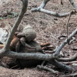 Ausflug zur Vogelinsel Aride auf den Seychellen 27 Aride 43 Einsiedlerkrebse
