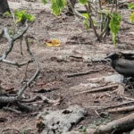 Ausflug zur Vogelinsel Aride auf den Seychellen 53 Aride 44 Einsiedlerkrebse