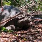 Ausflug zur Vogelinsel Aride auf den Seychellen 32 Aride 50 Rieseschildkroeten