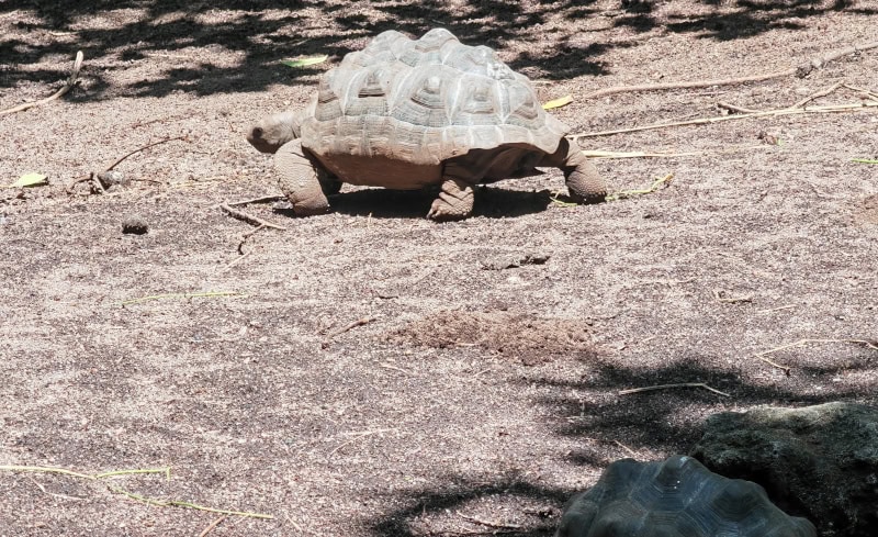 Ausflug zur Vogelinsel Aride auf den Seychellen 30 Aride, Riesenschildkröten