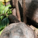 Ausflug zur Vogelinsel Aride auf den Seychellen 34 Aride 52 Rieseschildkroeten