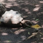 Ausflug zur Vogelinsel Aride auf den Seychellen 31 Aride 53 Rieseschildkroeten