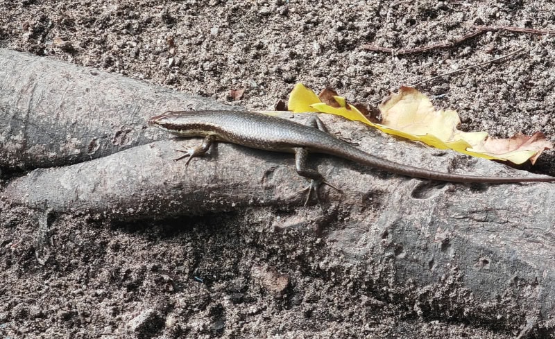Ausflug zur Vogelinsel Aride auf den Seychellen 20 Aride, Echsen
