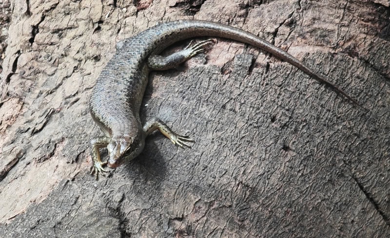 Ausflug zur Vogelinsel Aride auf den Seychellen 13 Aride, Echsen