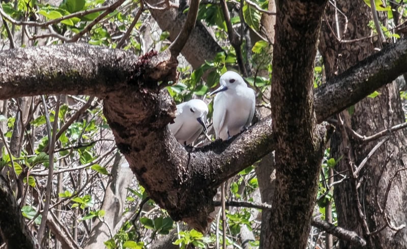 Ausflug zur Vogelinsel Aride auf den Seychellen 42 Aride, Feenseeschwalben